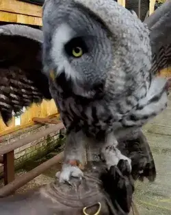 Say Good Morning Mr.OWL