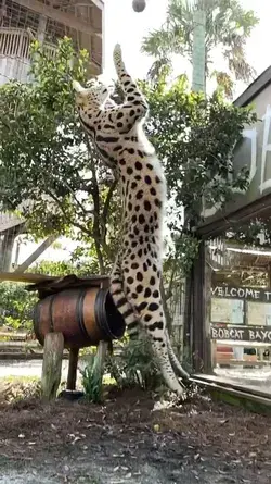 That leap, This is a wild cat native to Africa. It is rare in North Africa and the Sahel