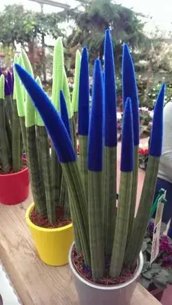 Sansevieria cylindrica blue 