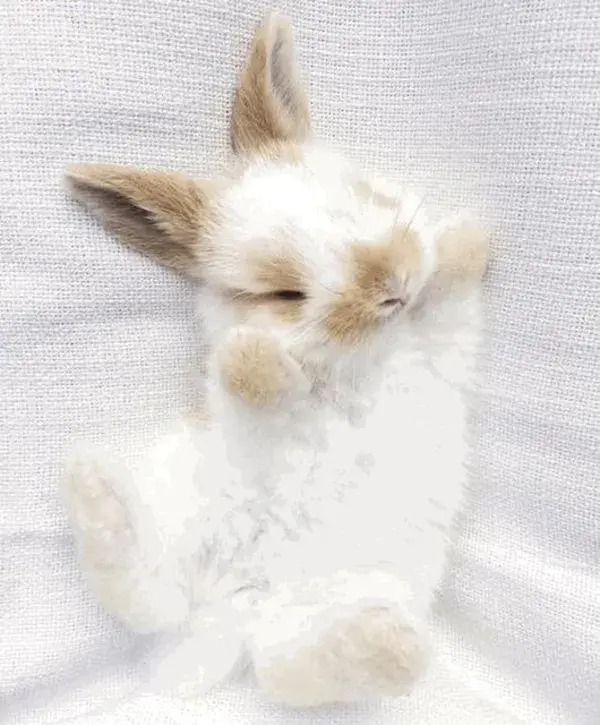 cute bunny