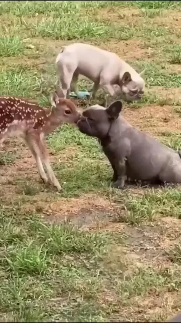 Animals Lover