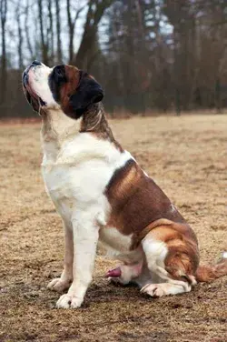 Saint Bernard