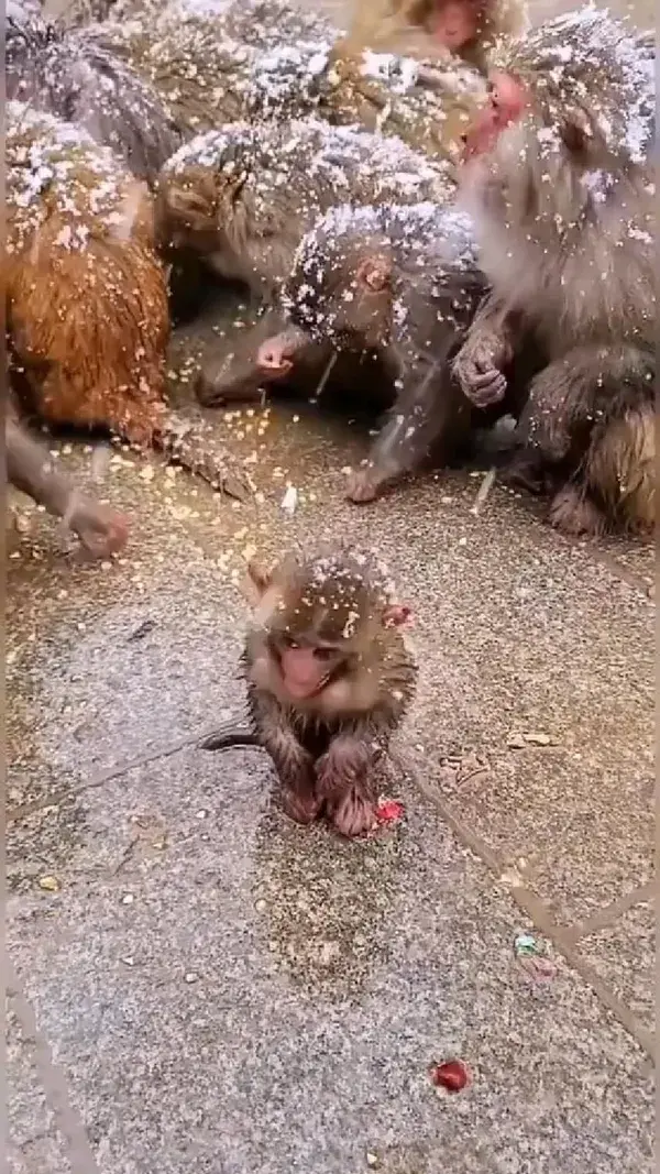 Baby monkey is cold