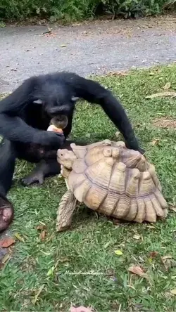 Their Friendship 👏👏👏 #natureathome#chimpanzee#turtle