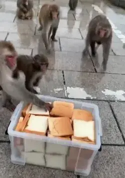 They are too hungry