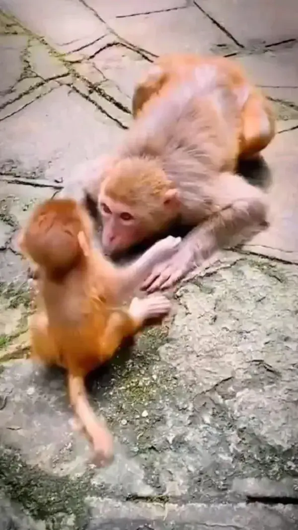 Monkeys Love