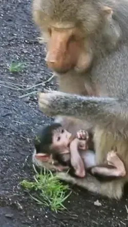 puppy plays with rabbit