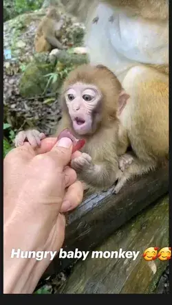 Hungry baby monkey 🥰🥰