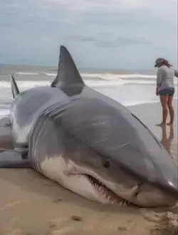 Great White Shark Washed up into Northern California Shore