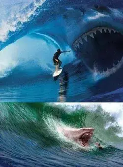 Human vs 🦈 shark