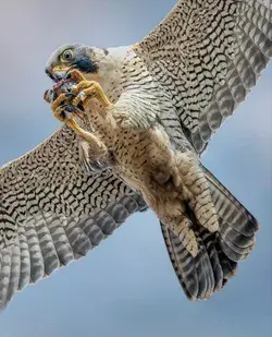 Peregrine Falcon & Aerial Snack