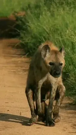 Paralyzed hyena works by balancing on its front two legs while walking | wildlife animals | #shorts