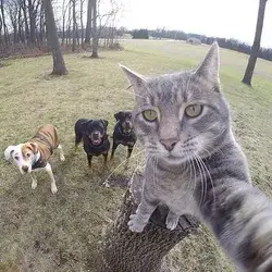 A cat taking some selifes with his homies