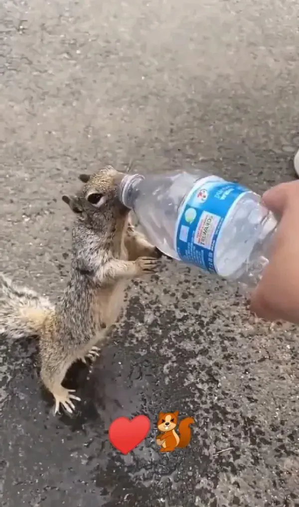 ♥️🐿️Thirty squirrel begs for water ♥️