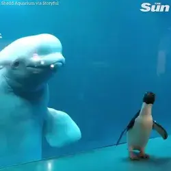 Curious penguin meets some friendly belugas and it's adorable