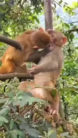 monkey funny video