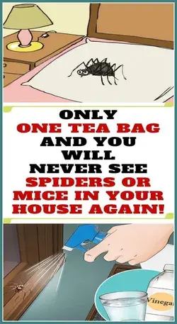 All You Need Is One Tea Bag and You Will Never See Mice or Spiders In Your House Again!