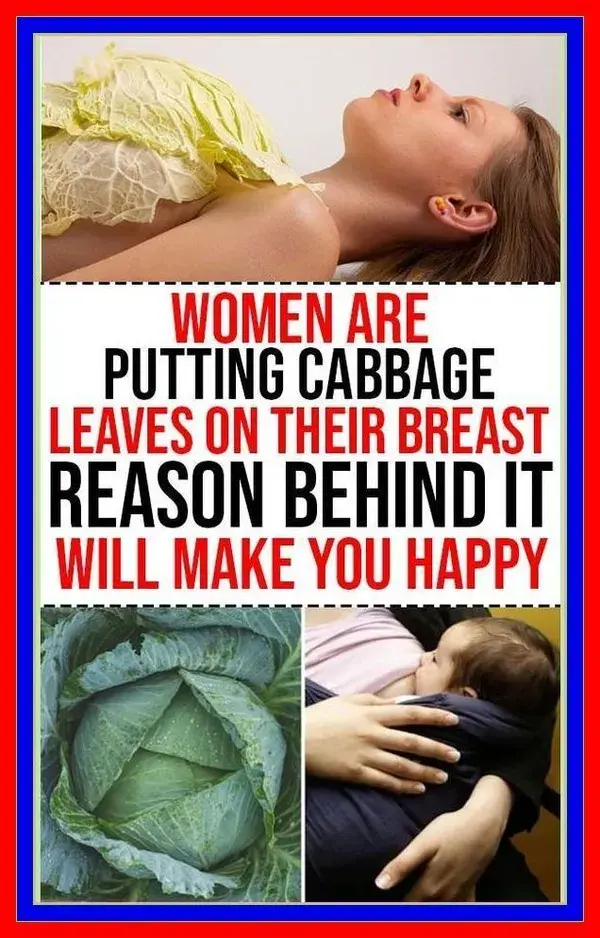 WOMEN ARE PUTTING CABBAGE ON THEIR BREAST, REASON BEHIND IT WILL MAKE YOU HAPPY…