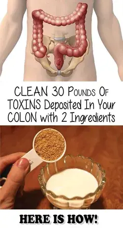 The colon is one of the most important organs in the body because it regulates the immune system