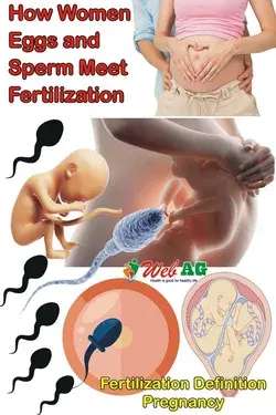 How Women Eggs and Sperm Meet Fertilization | Fertilization Definition Pregnancy