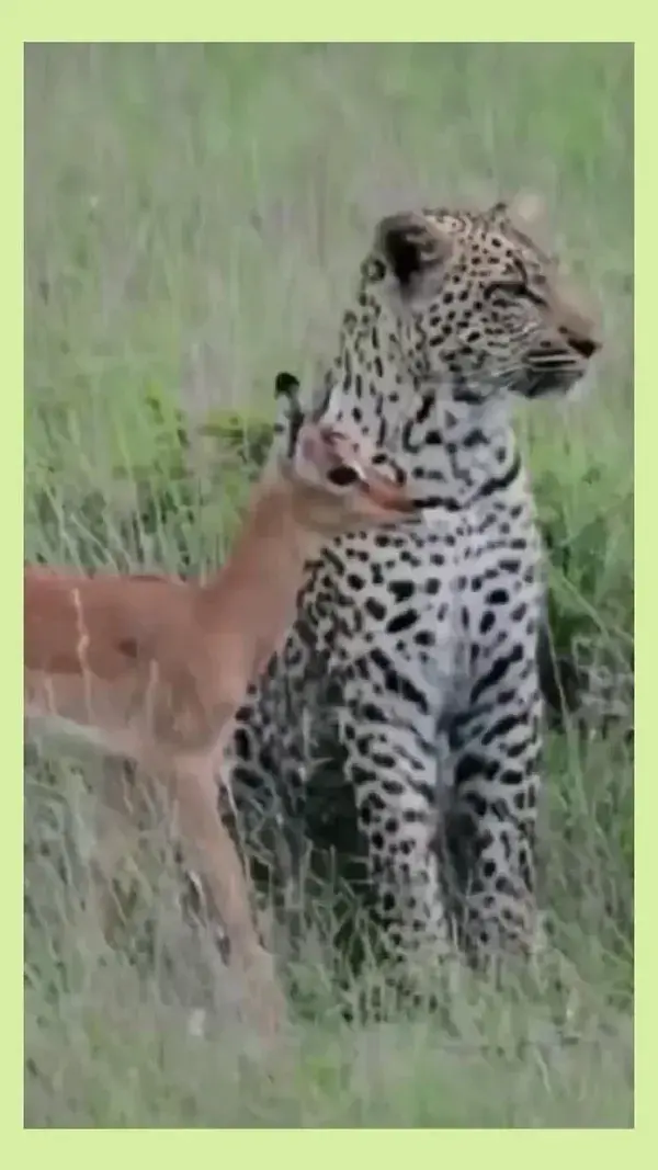 animal photographs deer with tiger