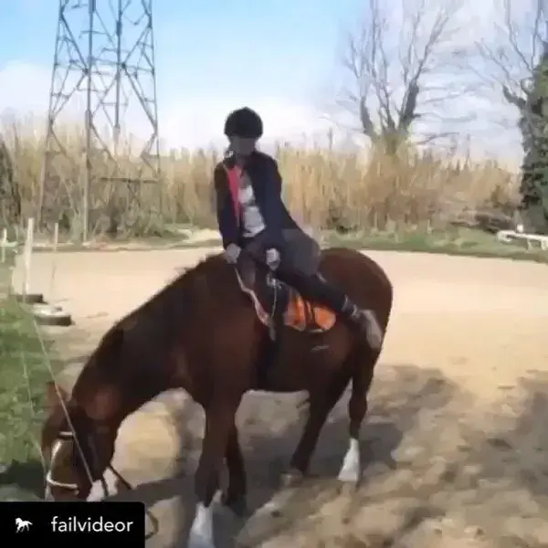 Horse Fail Videos