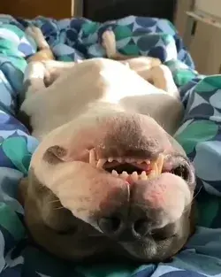 Just a sleeping dog