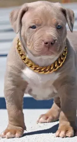 dog got a better chain then me!