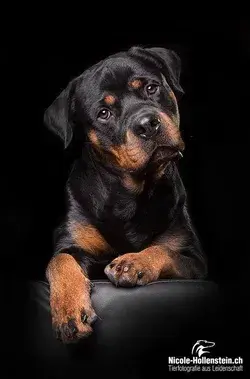 Rottweiler shedding and coat care