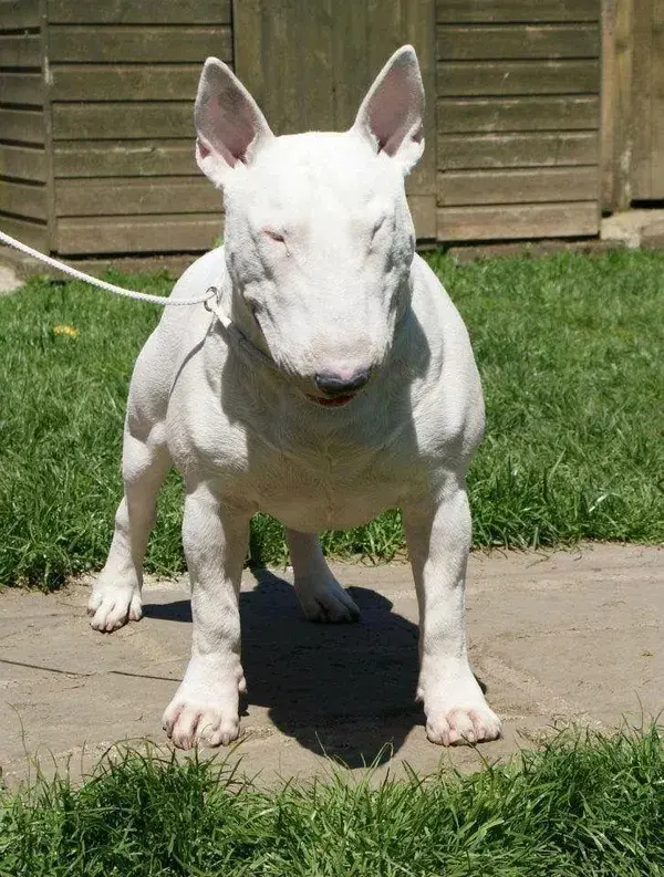 From Snouts to Tails: Bull Terrier Pictures and Video Insights - puppies dog tattoo animal wallpaper