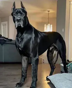 Visual Feast of Great Danes: Discover More in Informative Video - dog tattoo animal wallpaper nature