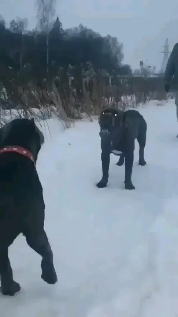 Cane corso 🖤