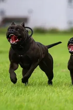 Pitbull Breeds and Their Differences in Behavior 🐶 🐾