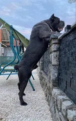 Cane corso