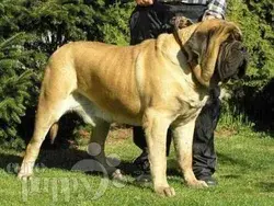 largest dogs in the worlds