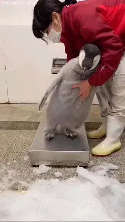 Penguin🐧🐧🐧🐧