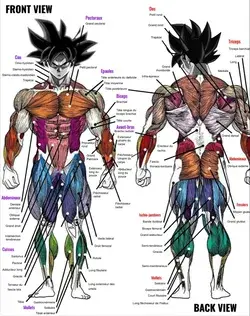 Anatomy Goku