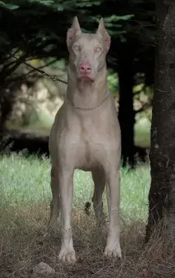 white big dog