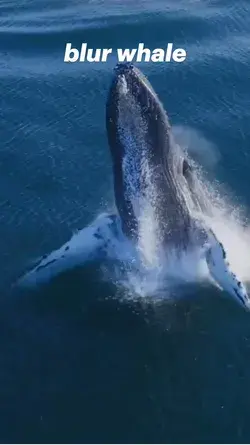 The beautiful sight of catching a blue whale while traveling on a blue sea. #travel