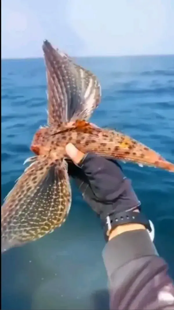 Flying Gurnard fish | Flying Fish