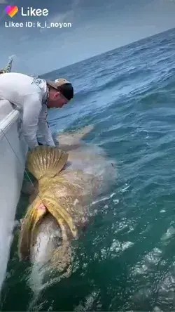 Guy catches HUGE fish