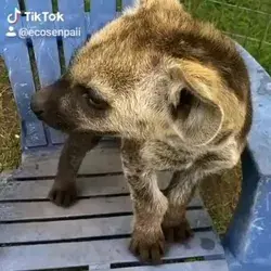 Baby hyena
😍follow @ecosenpai❗ because you want more👍🙌😍😅The best video about animals!