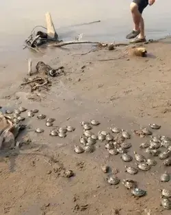 Taricaya turtle release at Peru