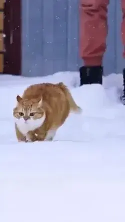 Snow cat