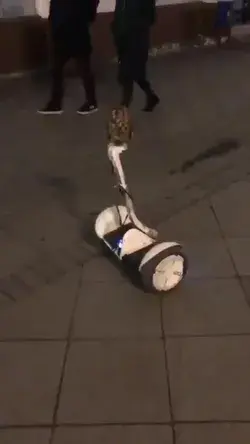 Watch out, owl coming through