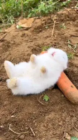 🤗🤣🤣😅😅😆😂😍😘🐰