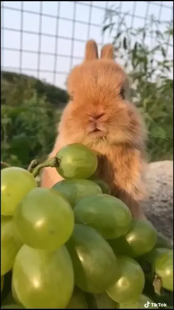 So cute’🐰🍇