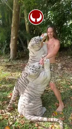 Cute Tigers
