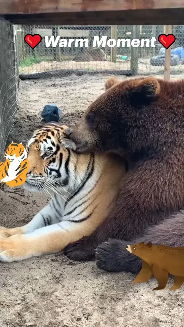 Tiger&Bear