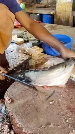 Panga peixe: origem, tipos, características, reprodução, alimentação, habitat e tipos de iscas